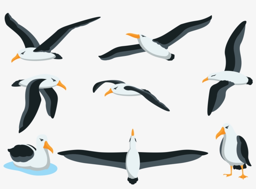Albatross Clipart Beach - Albatross Vector Png, transparent png #1766294