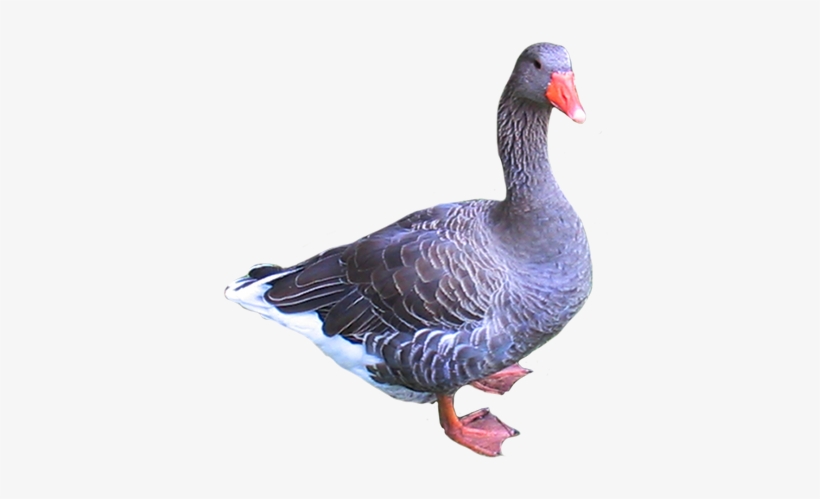 Pigeon Clip Art - Goose Clipart Png Transparent, transparent png #1766525