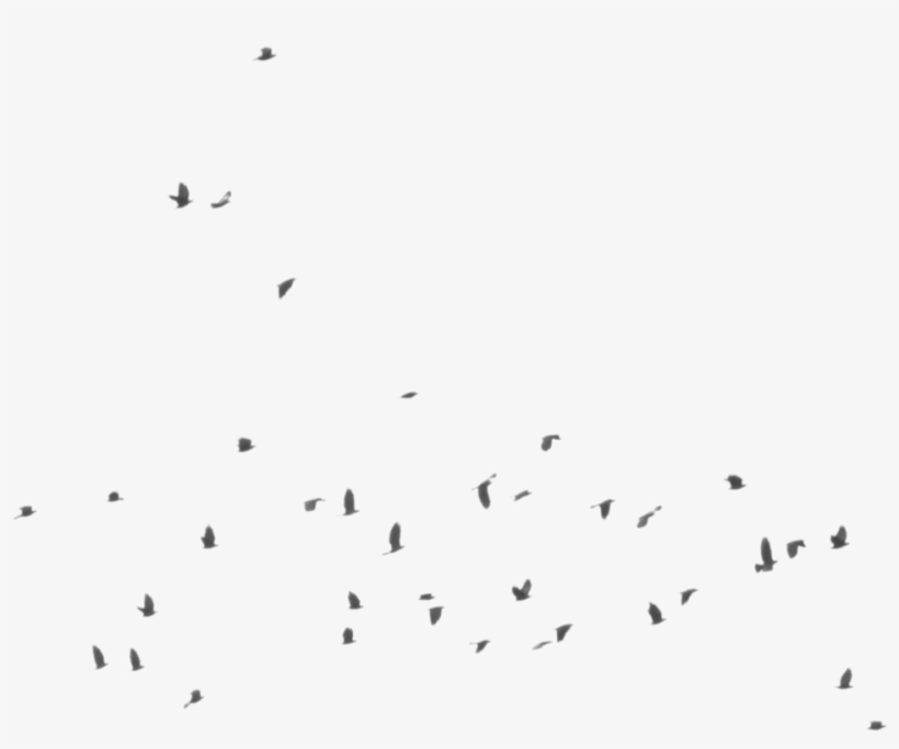 Bird Silhouette - Flock, transparent png #1767227