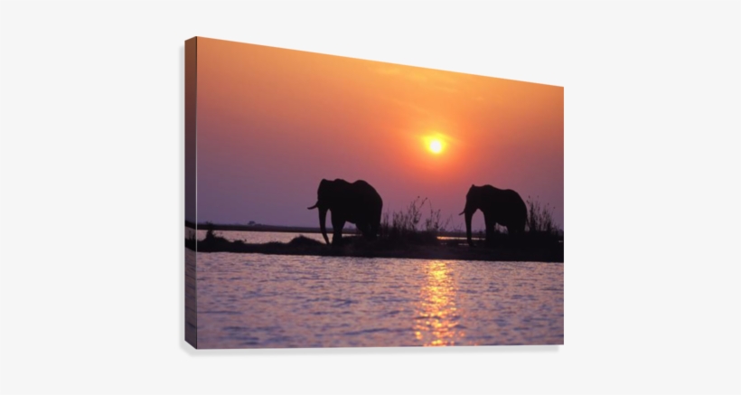 Elephant Silhouettes Canvas Print - Indian Elephant, transparent png #1767376