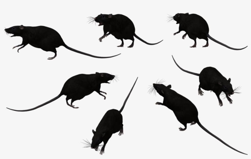 Rat - Clipart Rats, transparent png #1767491