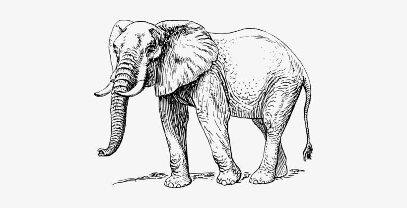 Elephants Black And White Drawing African Elephant - African Elephant Black And White, transparent png #1767635