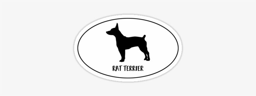 Rat Terrier Docked Tail Dog Classic Breed Silhouette - Characteristics Doberman, transparent png #1767802