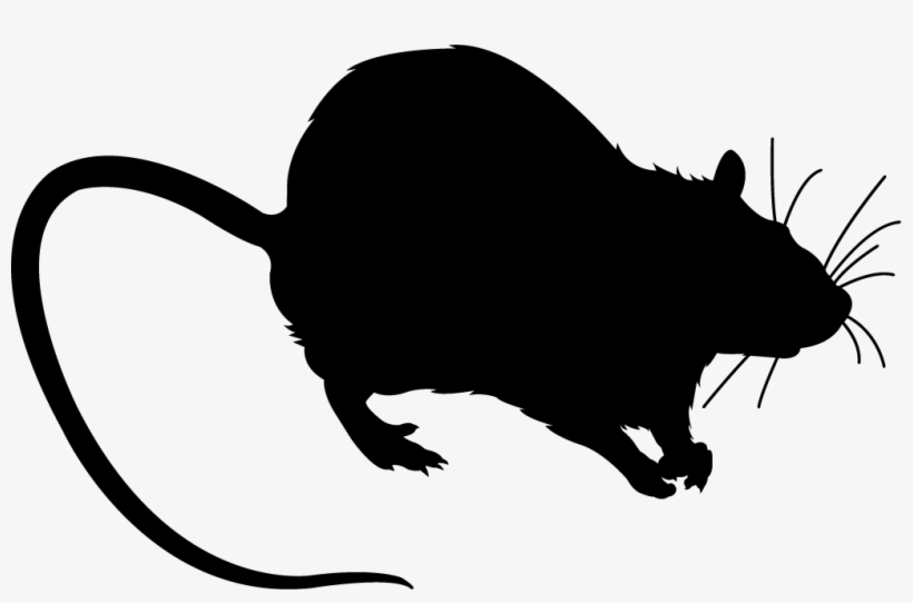 Rat Black Silhouette - Мышь Вектор, transparent png #1767897