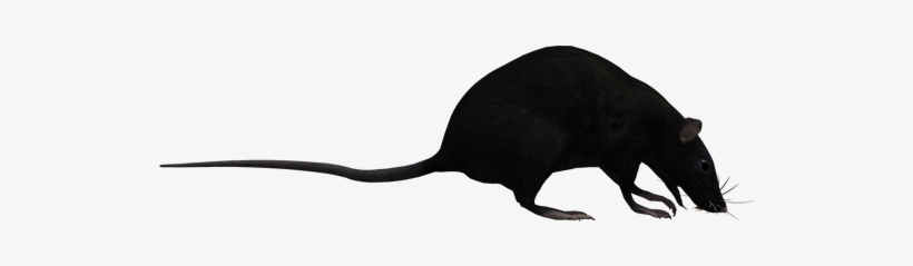 Rat Graphics By Avara Parallax Skyline Code By Jack - Rat, transparent png #1767945