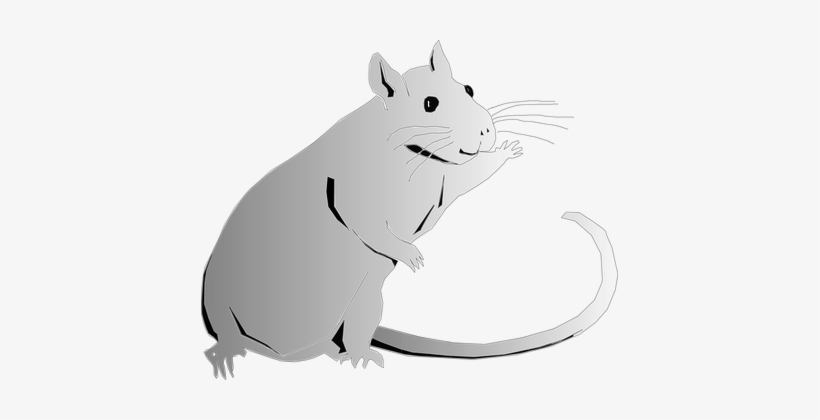 Animal Rat Rodent Rat Rat Rat Rat Rat - Clip Art, transparent png #1768001