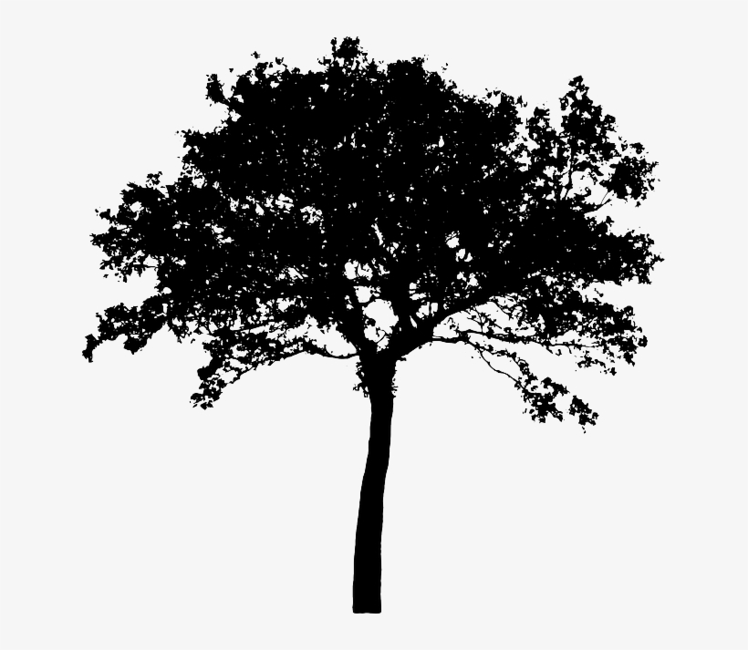 Tree, Bush, Nature, Leaves, Trunk, Silhouette - Deep In The Wood, transparent png #1768627