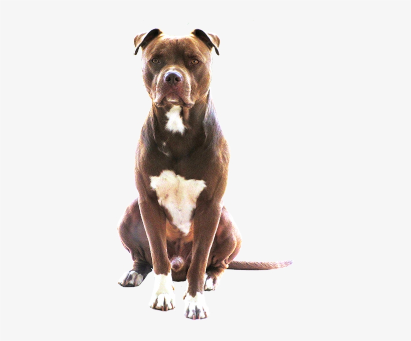 Pitbull Png Download - Cane Seduto Png, transparent png #1771025