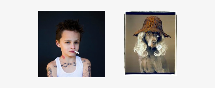 Picture - William Wegman, transparent png #1791328