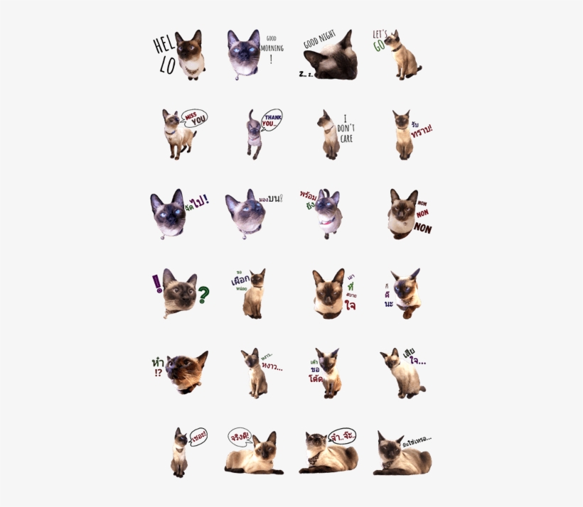 Aommy Angry Cat - Cat Yawns, transparent png #1792457