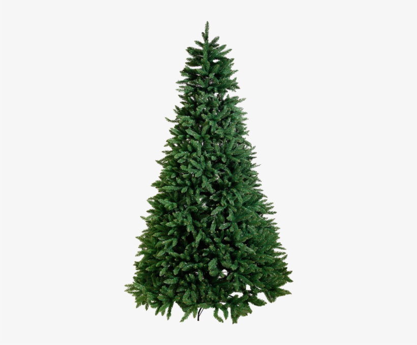 Christmas Tree Calgary - Fraser Fir Christmas Tree, transparent png #1794342