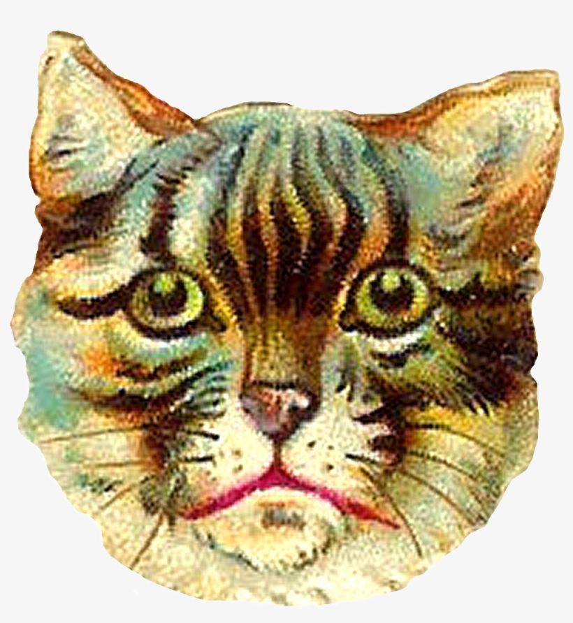 This Poor Kitty Looks Awfully Frightened I Wonder If, transparent png #1794773