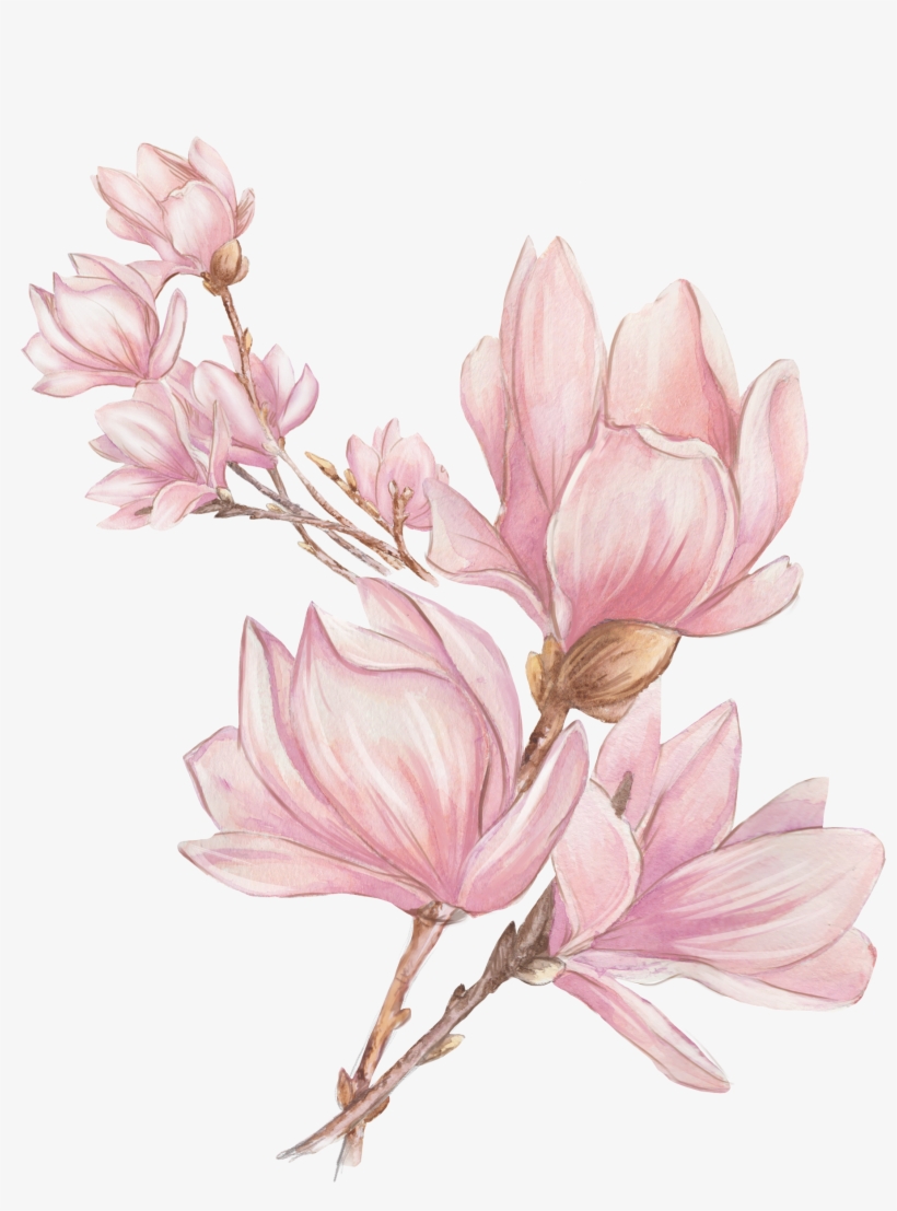 Find This Pin And More On Watercolor By Michelle Luong - 玉兰 花 水彩画, transparent png #1796248