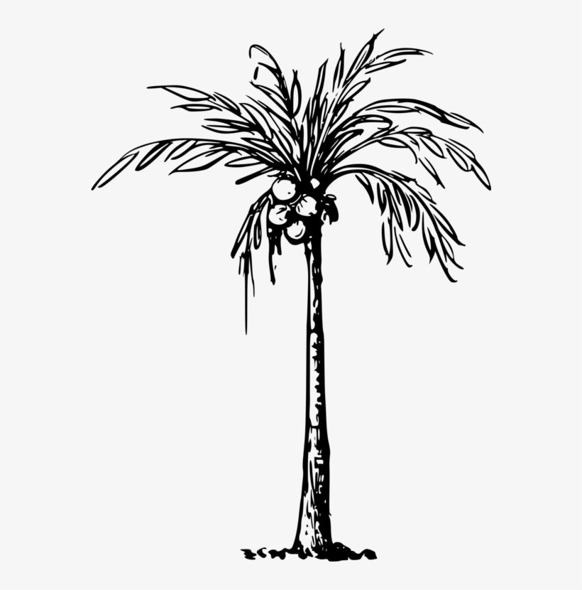 Coconuts Vector Tree Line - Clip Art Of Coconut Tree, transparent png #1796356