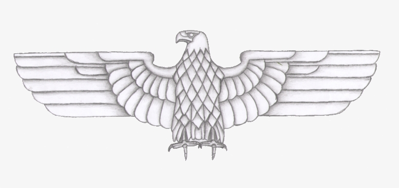 Here Are Few More Pictures Also I'm Going To See If - Bald Eagle, transparent png #1797168