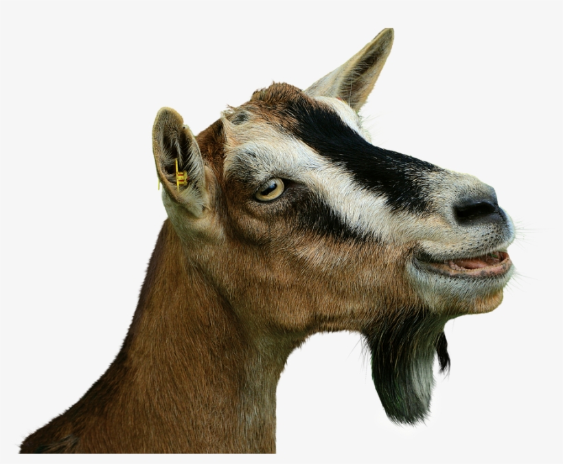 Prima Donna, Goat, Isolated, Livestock, Creature - Goat, transparent png #1797284