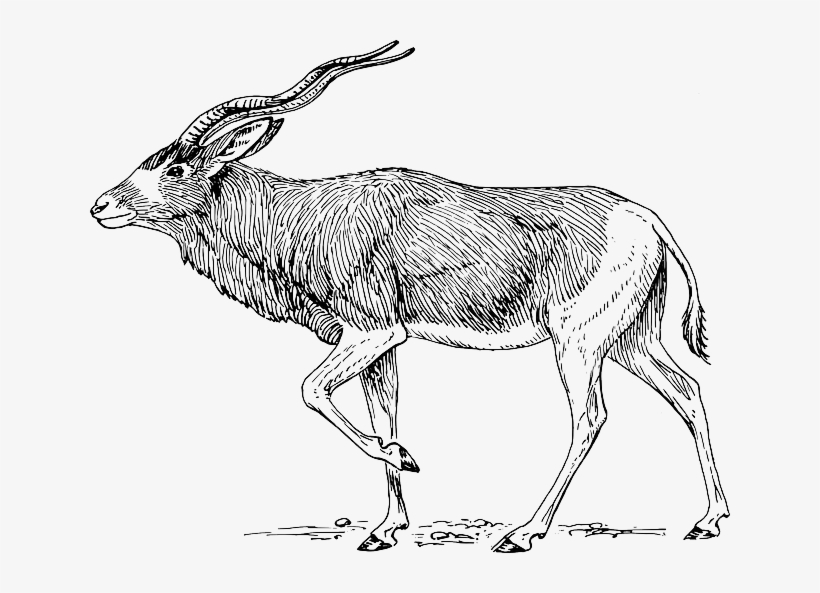 Horns, Animal, Antlers, Walking, Antelope, Pose - Addax Antelope, transparent png #1797670