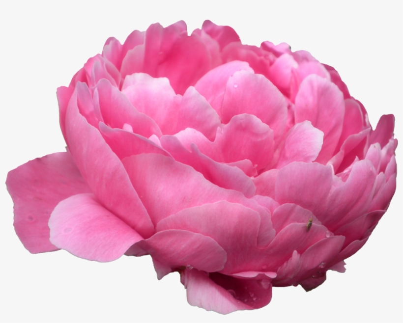 Peonies Png Photo - Pink Peony Transparent Background, transparent png #1799045