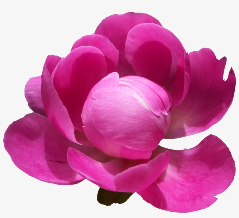 Peonies Png Pic - Png Peony, transparent png #1799093