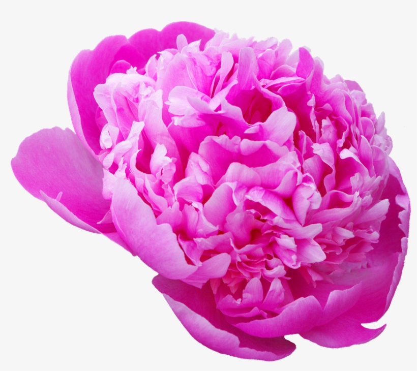 Peony, Transmission, Flowers, Pink Flower - Цветы Пион В Png, transparent png #1799195