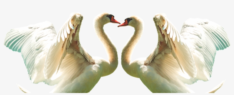 Swan, Fly, Feather, Bird, White, Wing, Flying, Wings - Feather, transparent png #1799364