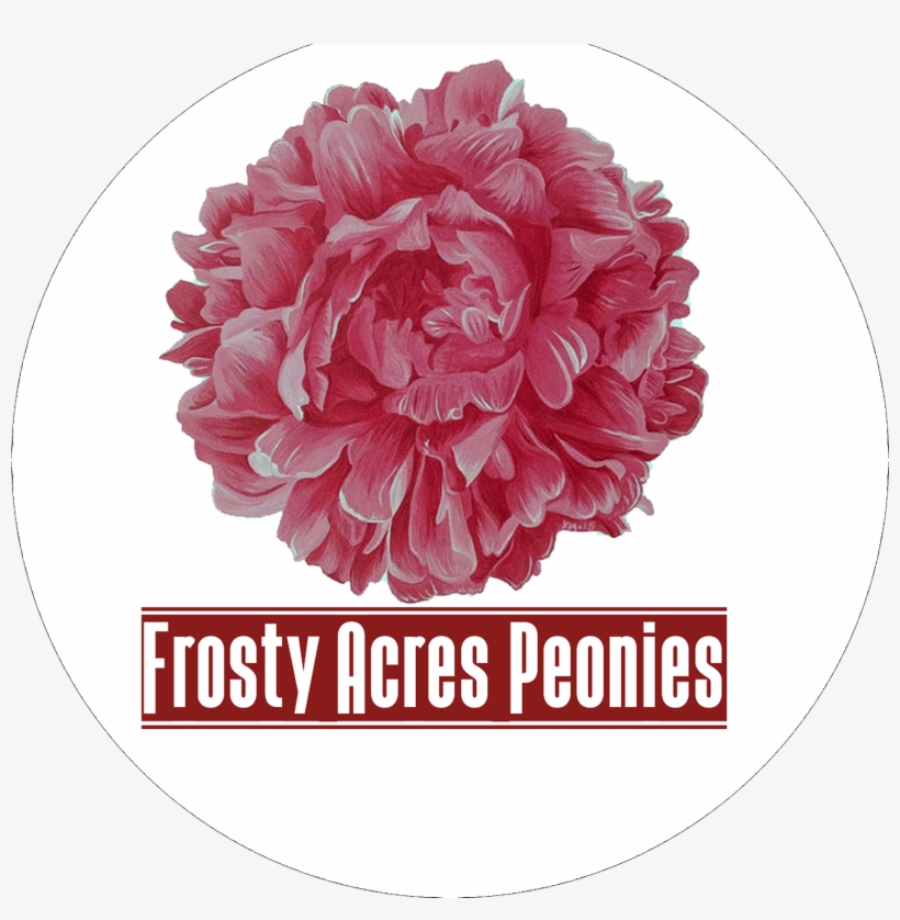 Common Peony, transparent png #1799467