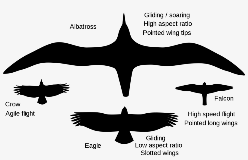 Bird Wings - Gliding Crow, transparent png #1799518