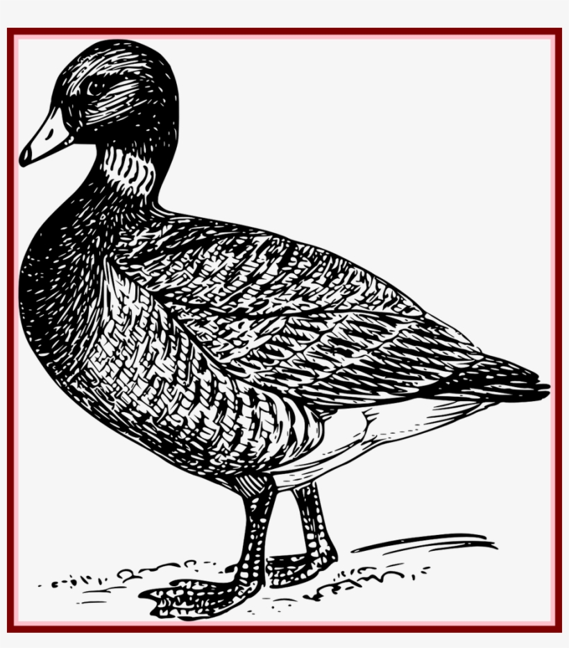 Duck Mallard Bird Wings Transparent Image Of - Duck, transparent png #1799664