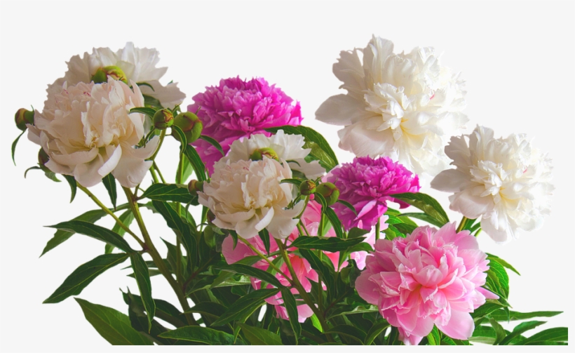 Peony, Roses, Spring, Blossom, Bloom, Flower, Nature - Friday Greetings, transparent png #1799667