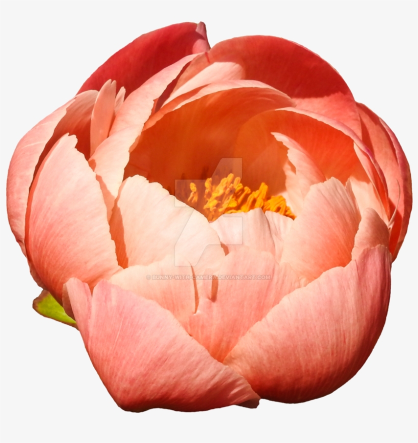 Colored Png By Bunny With Camera On - Portable Network Graphics, transparent png #1799711