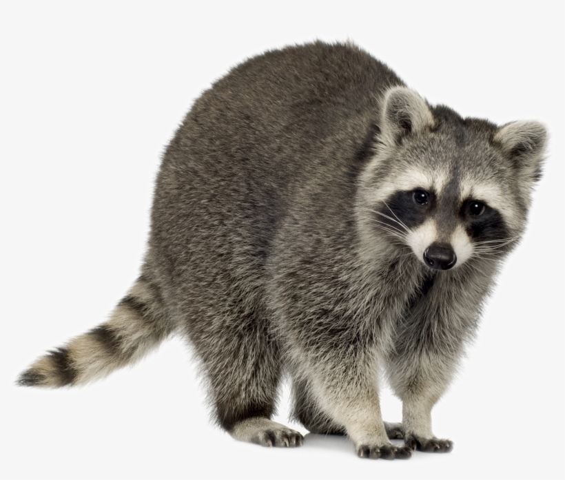 Raccoons In Suburbia Utah Banner Royalty Free Library - North American Raccoon, transparent png #180297