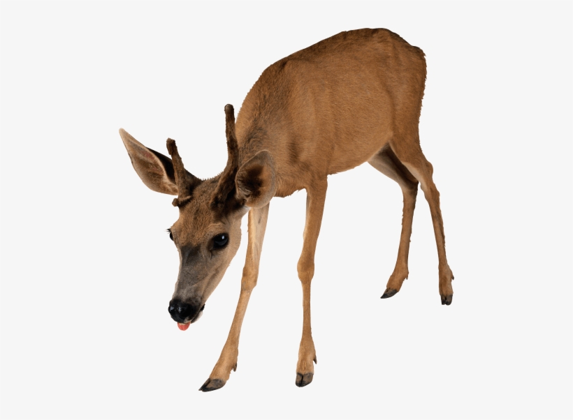 Free Png Deer Png Images Transparent - Evolutionary Analysis, transparent png #180937