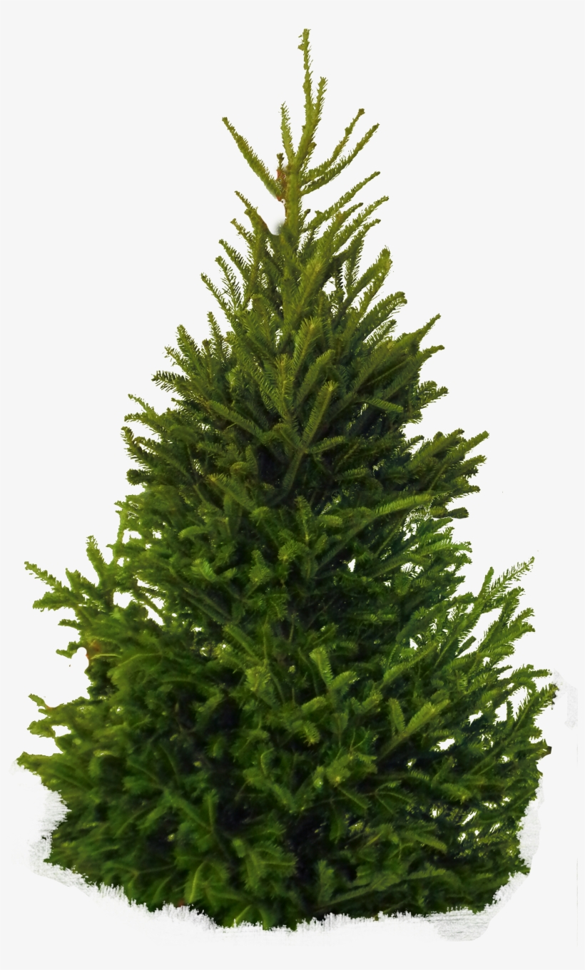 Tree Png Image - Fir Tree Png, transparent png #181280