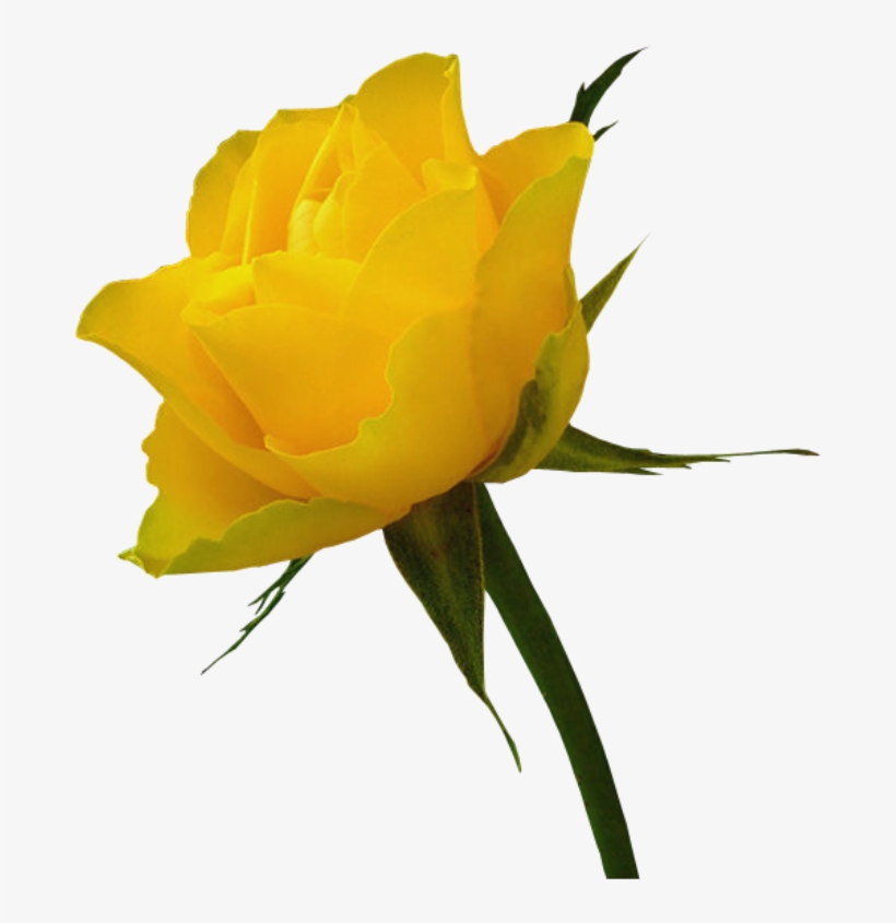 Free Png Download Gifs Et Tubes Fleurs - Animated Gif Yellow Roses