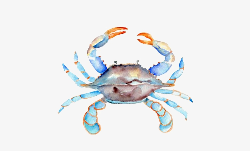 Crabs Drawing Watercolor - Blue Crab Watercolor, transparent png #181772