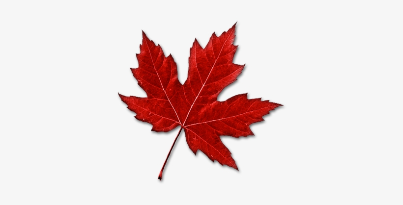 Canada Leaf Png Image - Real Canadian Maple Leaf, transparent png #181809