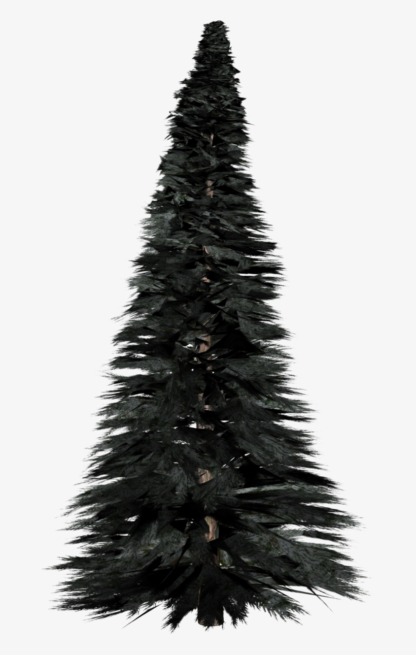 Pine Tree - Pine, transparent png #182287