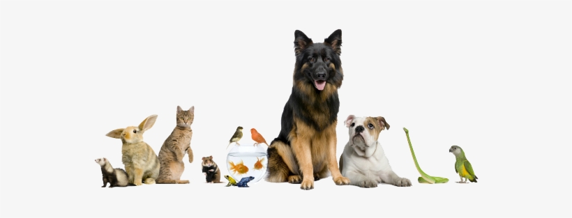 O Homem Tem Tudo De Todos Mais Inteligência Superior - Veterinary Hospital, transparent png #182331