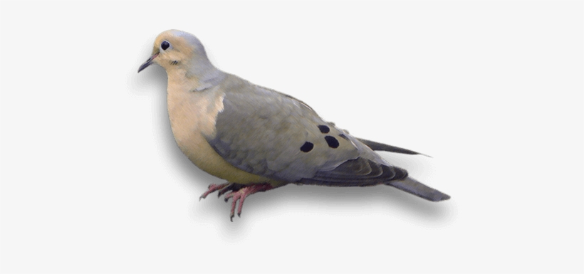 Doves - American Mourning Dove, transparent png #182383
