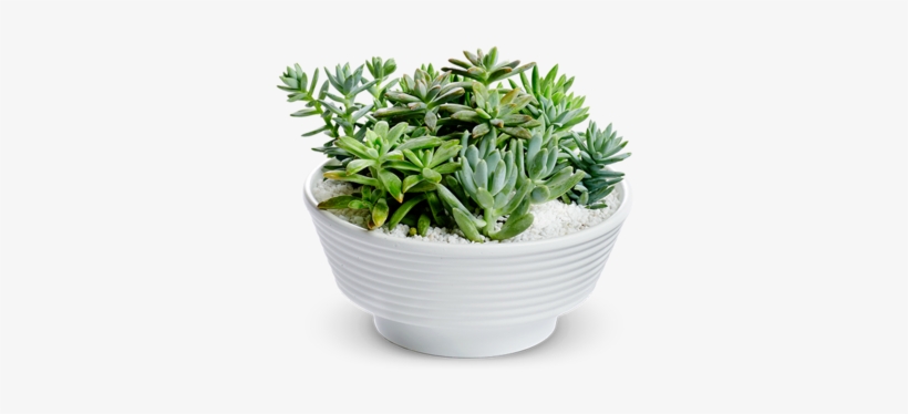 Bouquet Of Succulents Png Png Library Download - Succulent Plant, transparent png #182456