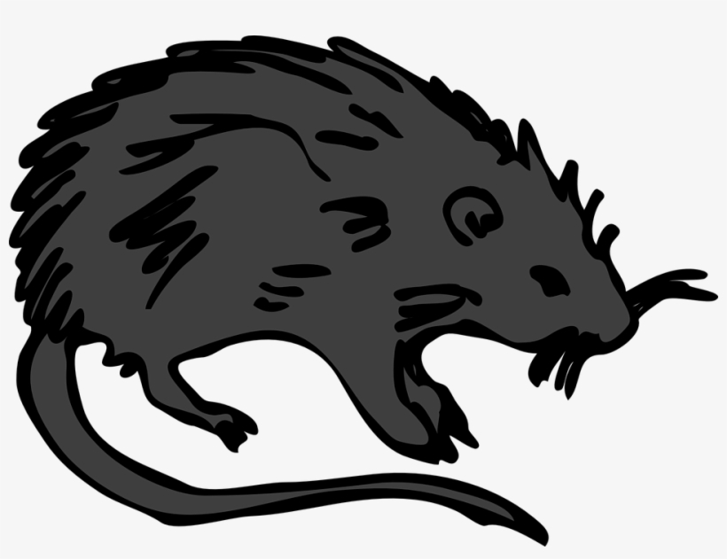 Rat Black Rodent - Burial Of The Rats [book], transparent png #182541