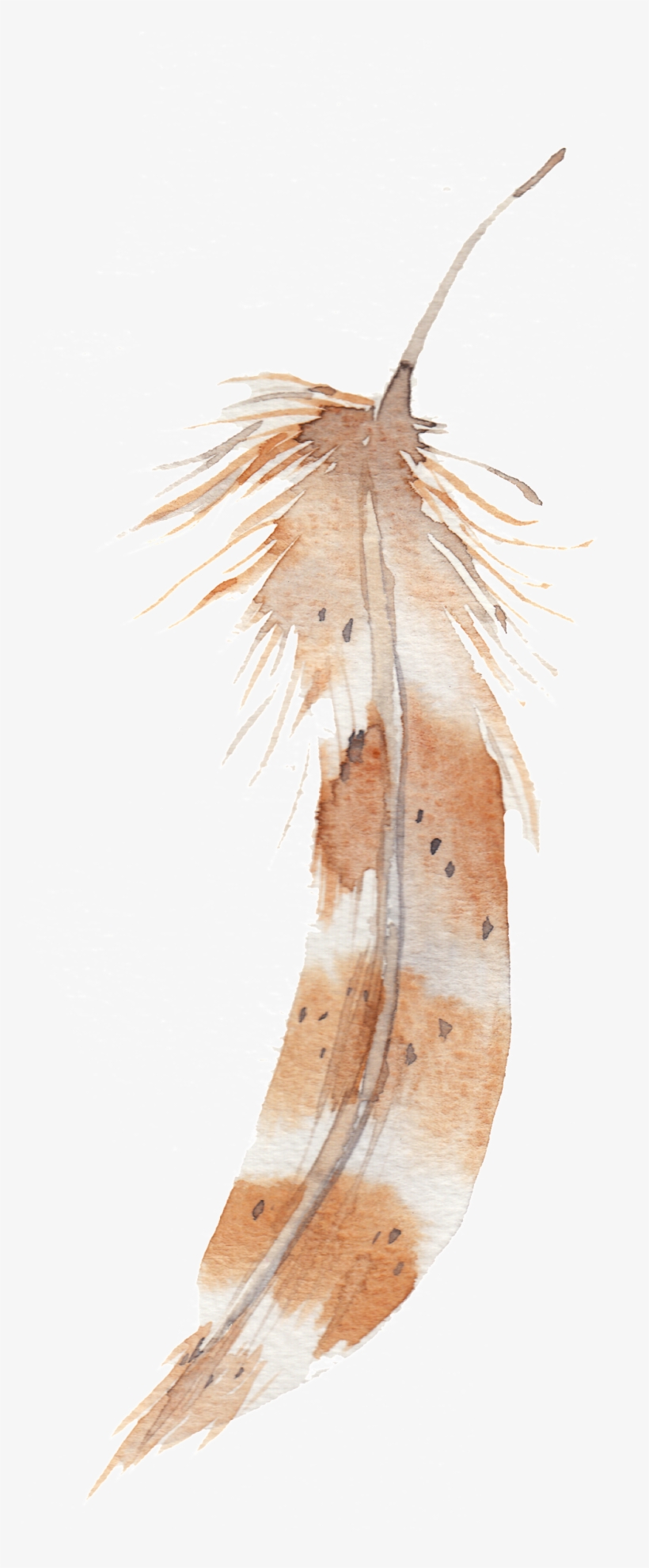 Vintage Feather Transparent Decorative - Rayell Canvas Print - Feathers Floating, transparent png #182728