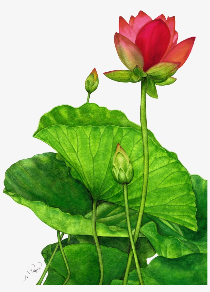 Lotus Png, transparent png #182963