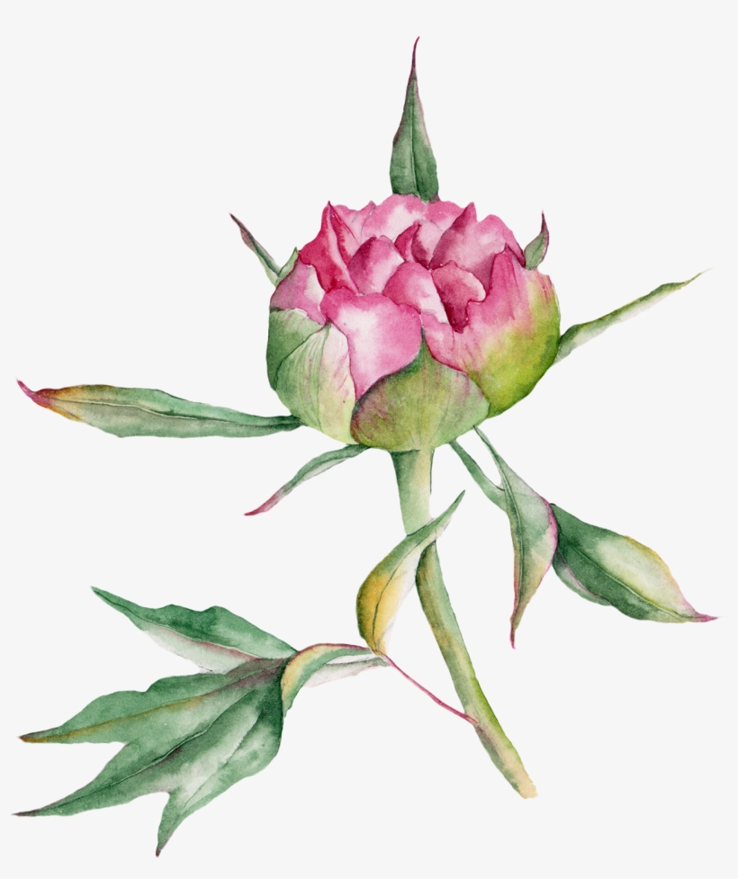 Beach Rose Watercolor Painting Drawing - Watercolor Painting, transparent png #183147