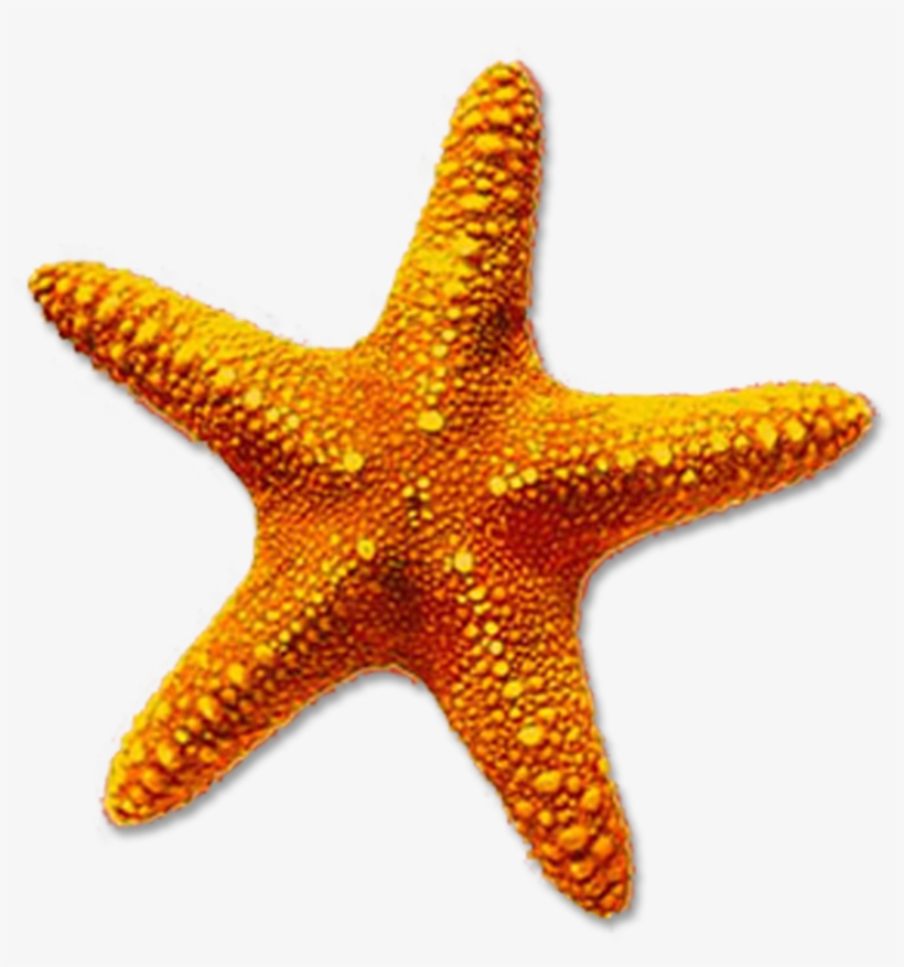 Starfish Png Transparent Starfish - Starfish Png, transparent png #183220