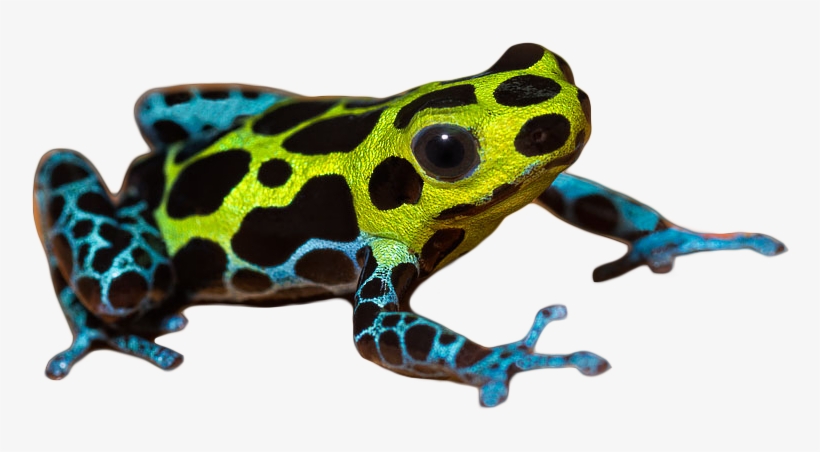 Poison Dart Frog Png Pic - Poison Dart Frog Png, transparent png #183319