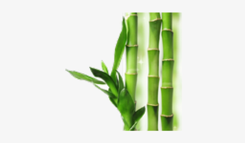 Transparent Background Bamboo Transparent, transparent png #183370