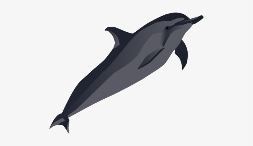 Spinner Dolphin Clipart Vector - Illustration, transparent png #184075