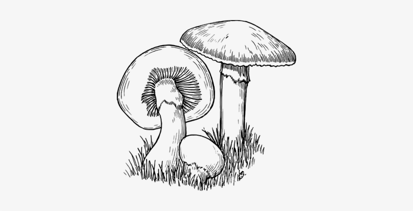 Mushroom Fungus Plants Toadstool Mushroom - Drawing Of A Fungi, transparent png #184548