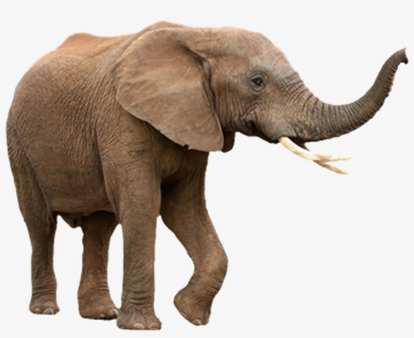 Elephant Trunk Png Graphic Free Download - Elephant Isolated, transparent png #184699